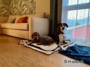 H-und.ch:Experience Switzerland with your dog