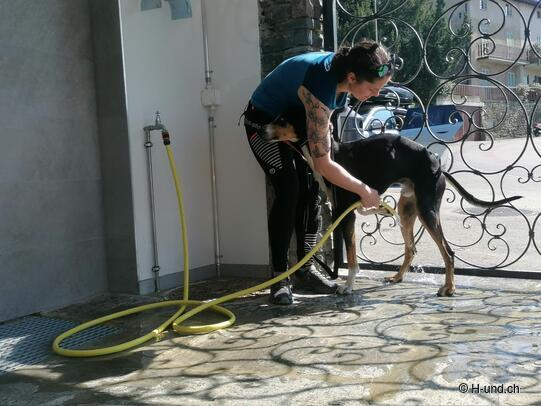 H-und.ch:Experience Switzerland with your dog