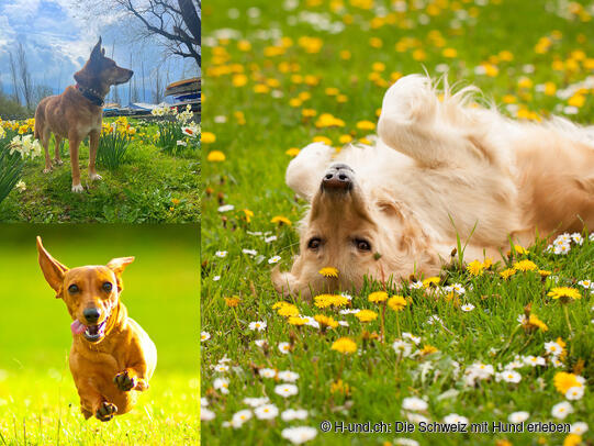 H-und.ch: Die Schweiz mit Hund erleben