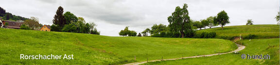 Way of St. James with dog from Rorschach to Rapperswil