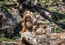 Hund Österreich