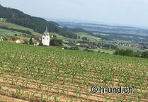 St. James' Way with dog: Experience Switzerland