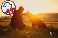 Sarah Bellwald - Hundefotografie