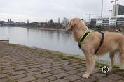 Basel mit Hund